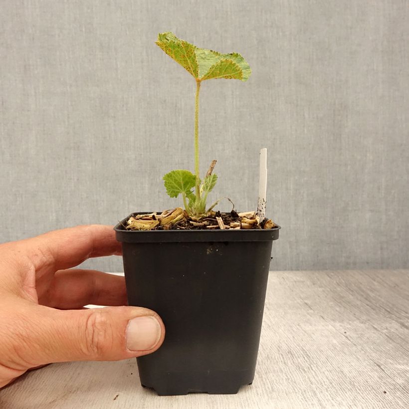 Exemplaar van Alcea rosea Chaters Double Purple - Stokroos Kweekpotje van 8/9 cm zoals geleverd in de zomer