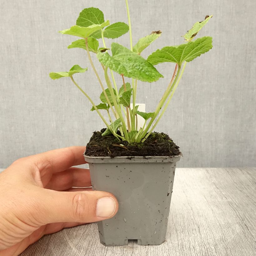 Exemplaar van Alcea rosea Chaters Double Violet - Stokroos Kweekpotje van 8/9 cm zoals geleverd in de zomer