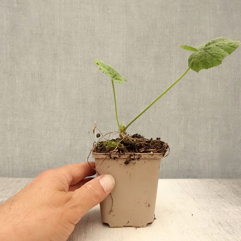 Exemplaar van Alcea rosea Sunshine - Stokroos Kweekpotje van 8/9 cm zoals geleverd in de zomer