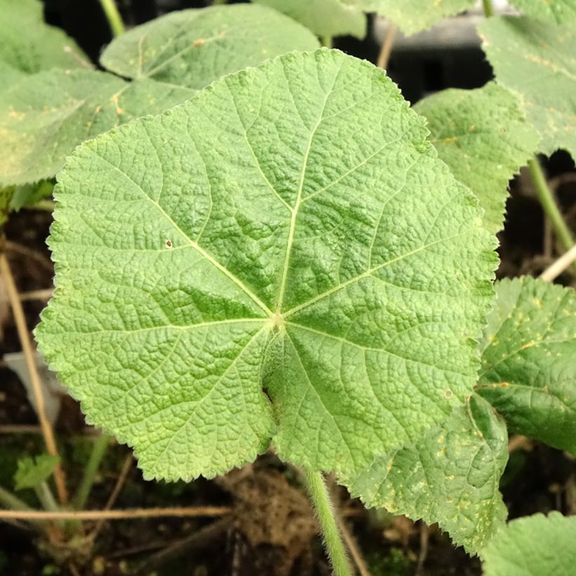 Alcea rosea Sunshine - Stokroos (Blad)