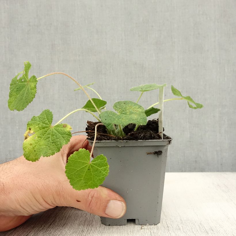 Exemplaar van Alcea rugosa - Russische stokroos Kweekpotje van 8/9 cm zoals geleverd in de herfst