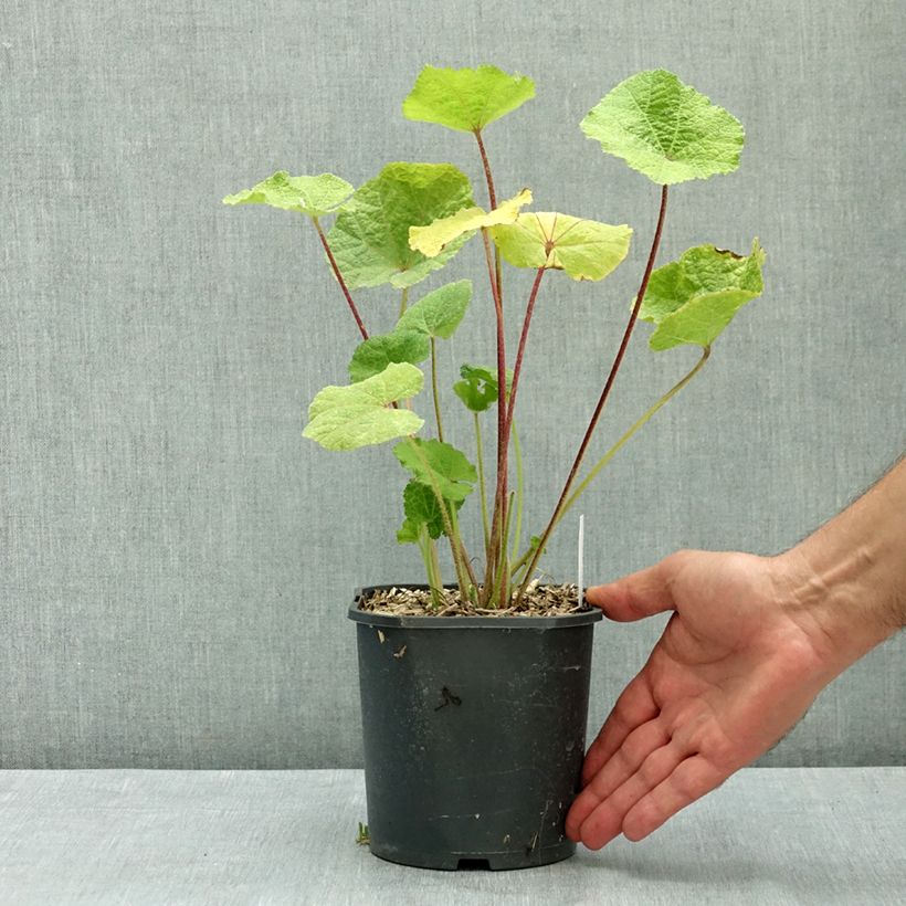 Exemplaar van Alcea rosea Nigra - Stokroos Pot van 2 l/3 l zoals geleverd in de zomer