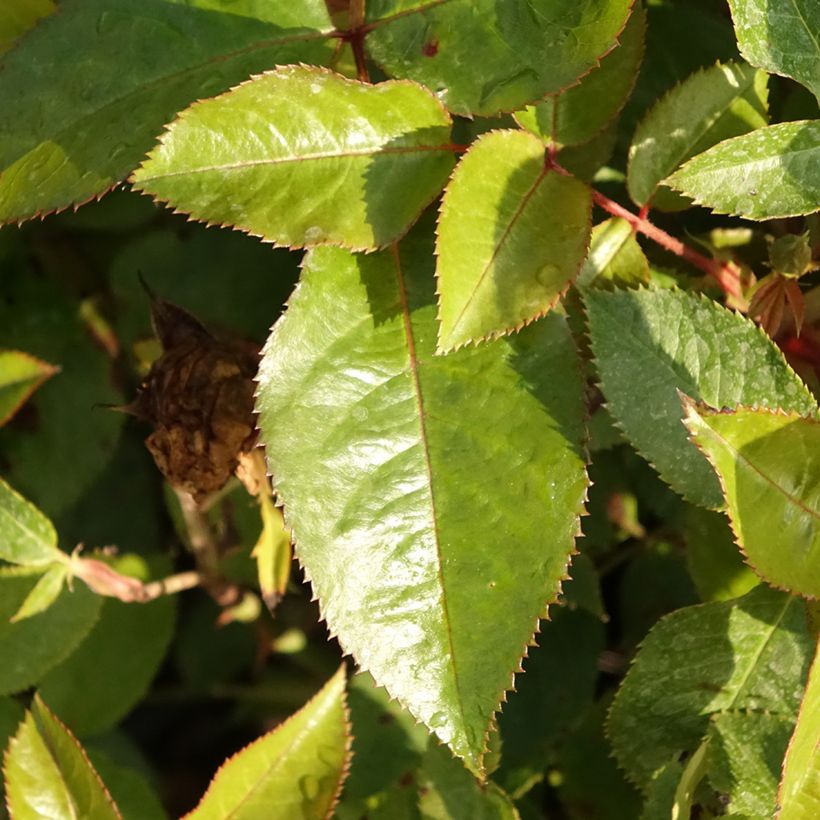 Rosa Abbatiale de Pontigny - Trosroos (Blad)