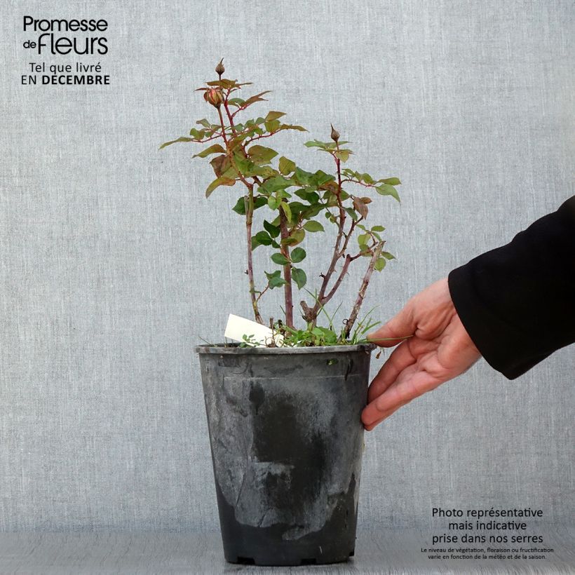 Exemplaar van Rosa Abbatiale de Pontigny - Trosroos Pot van 4 l/5 l zoals geleverd in de herfst