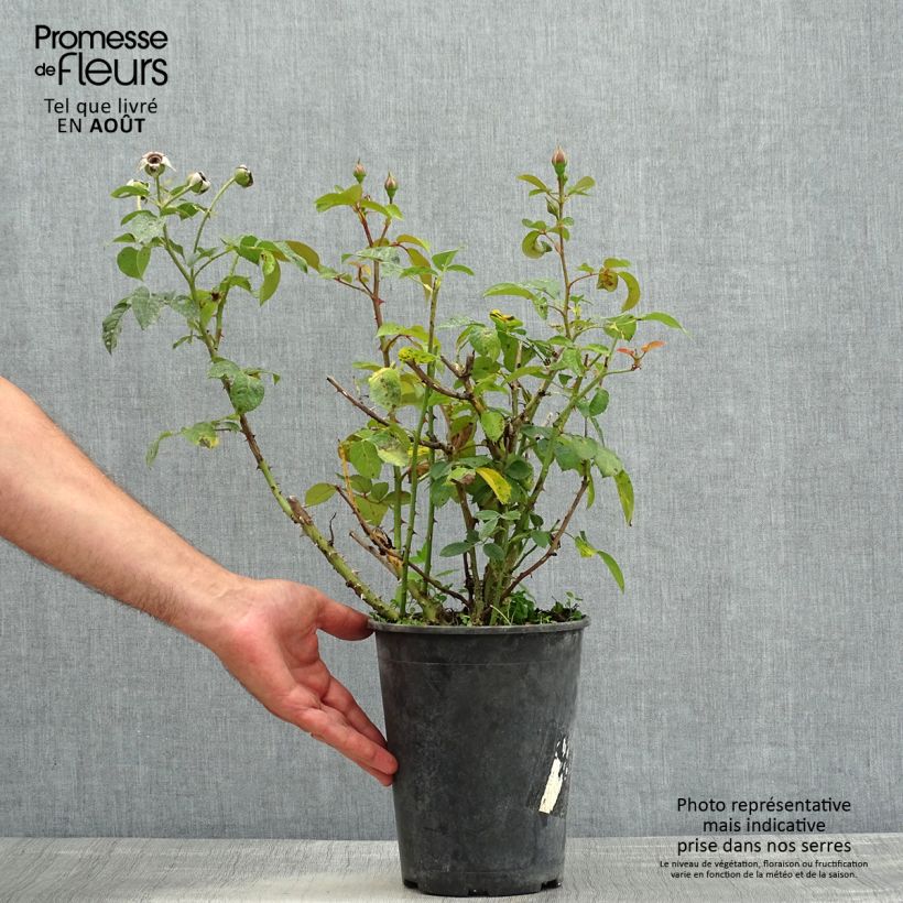 Exemplaar van Rosa Abbatiale de Pontigny - Trosroos Pot van 4 l/5 l zoals geleverd in de zomer