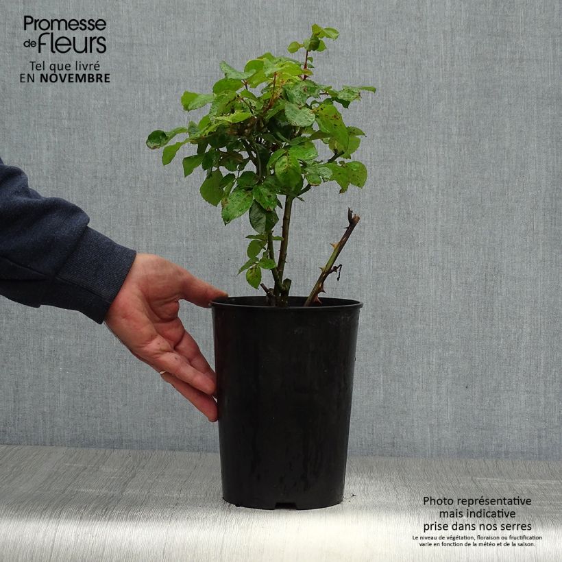 Exemplaar van Rosa Abracadabra - Trosroos Pot van 3 l/4 l zoals geleverd in de herfst