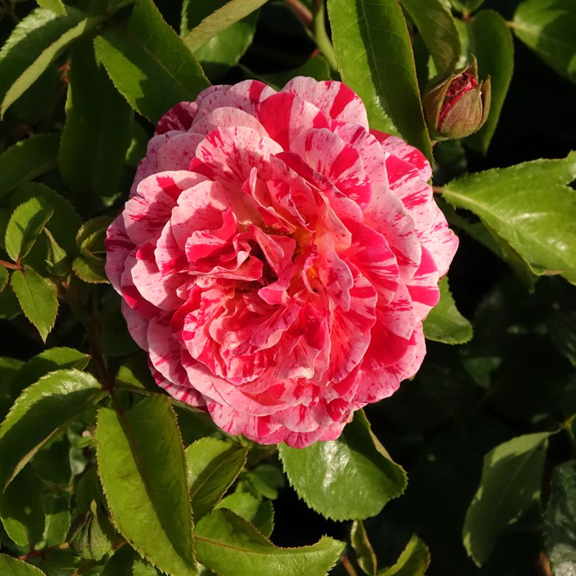 Rosa Abracadabra - Trosroos (Bloei)