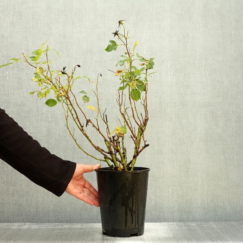 Exemplaar van Rosa Alain - Trosroos Pot van 4 l/5 l zoals geleverd in de herfst