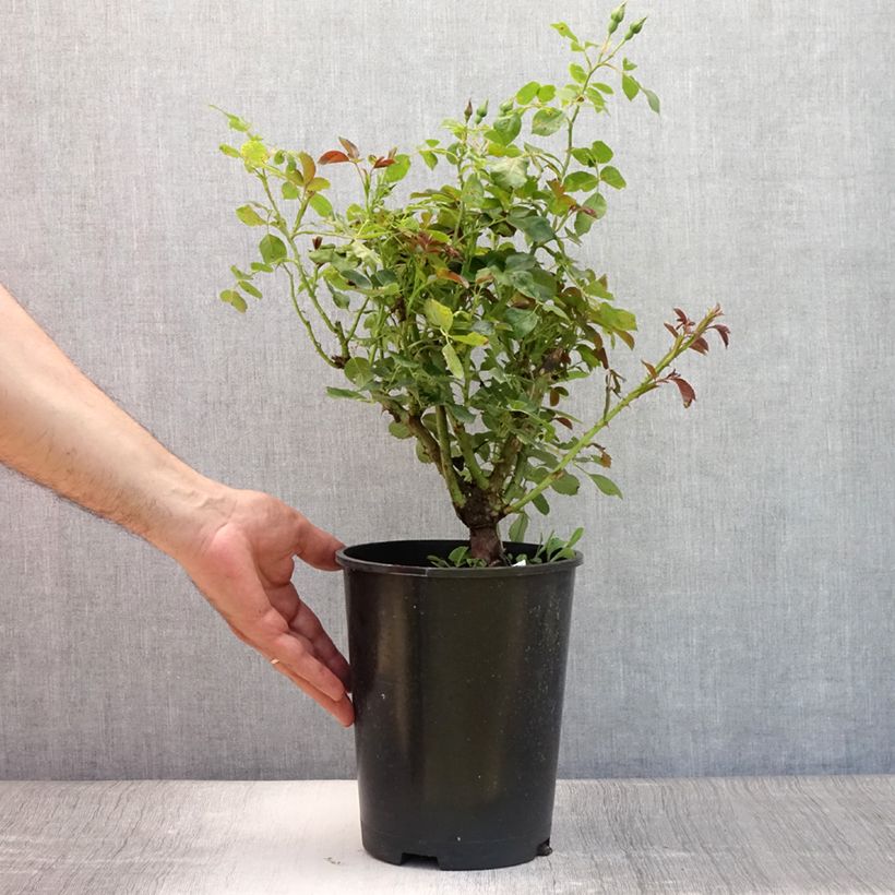 Exemplaar van Rosa Alain - Trosroos Pot van 4 l/5 l zoals geleverd in de zomer
