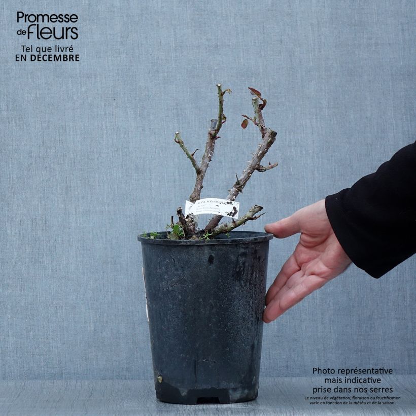 Exemplaar van Rosa Aline Mayrisch Rose - Trosroos Pot van 4 l/5 l zoals geleverd in de herfst