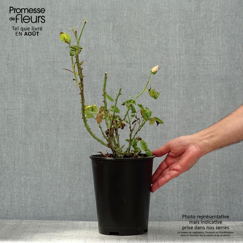 Exemplaar van Rosa Aline Mayrisch Rose - Trosroos Pot van 4 l/5 l zoals geleverd in de zomer