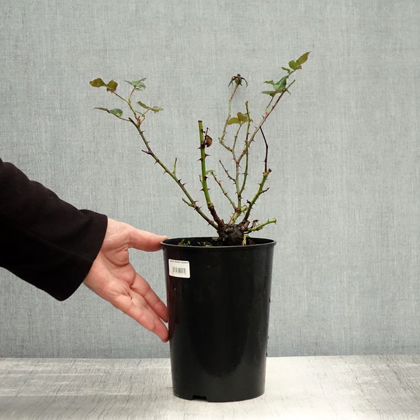 Exemplaar van Rosa Amber Queen - Trosroos Pot van 2 l/3 l zoals geleverd in de herfst