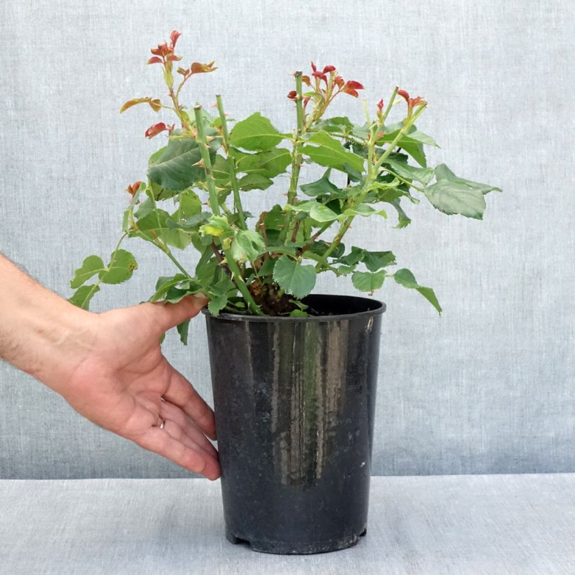 Exemplaar van Rosa Amber Queen - Trosroos Pot van 2 l/3 l zoals geleverd in de zomer
