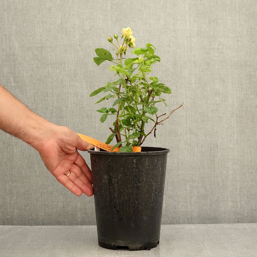 Exemplaar van Rosa Yellow Meilove - Trosroos Pot van 4 l/5 l zoals geleverd in de zomer