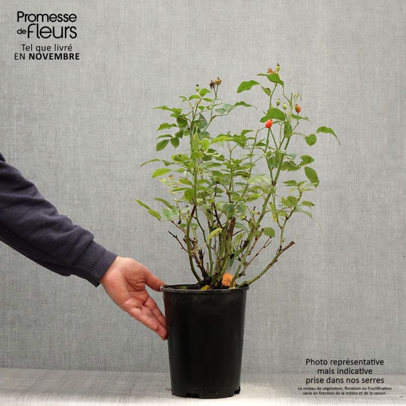 Exemplaar van Rosa Astronomia - Trosroos Pot van 4 l/5 l zoals geleverd in de herfst
