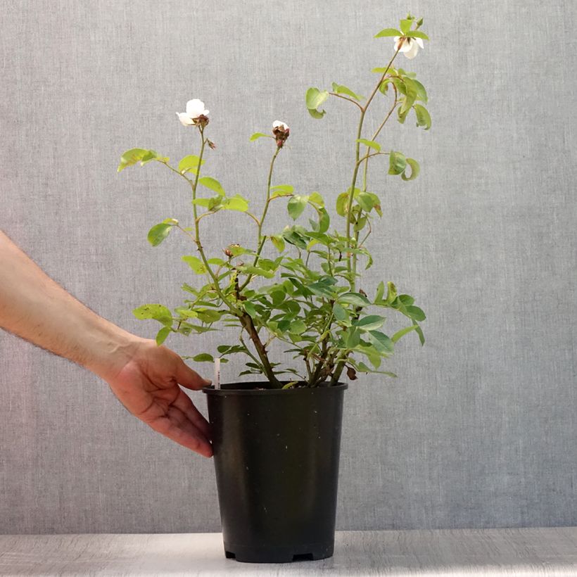 Exemplaar van Rosa Astronomia - Trosroos Pot van 4 l/5 l zoals geleverd in de zomer