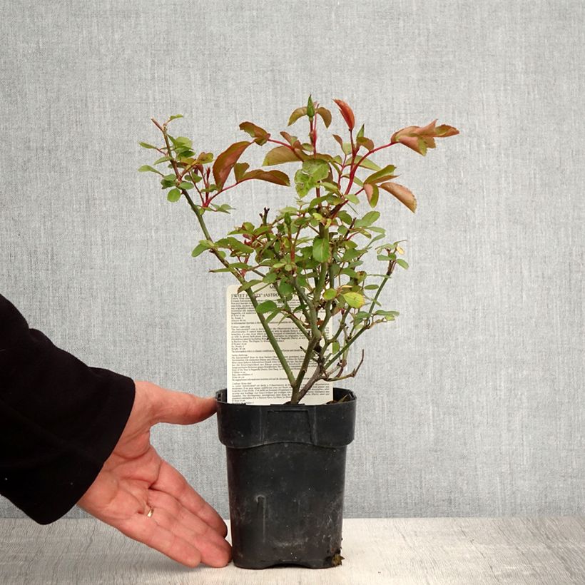 Example of Rosa Astronomia - Trosroos Pot van 10 cm/11 cm as you get in printemps