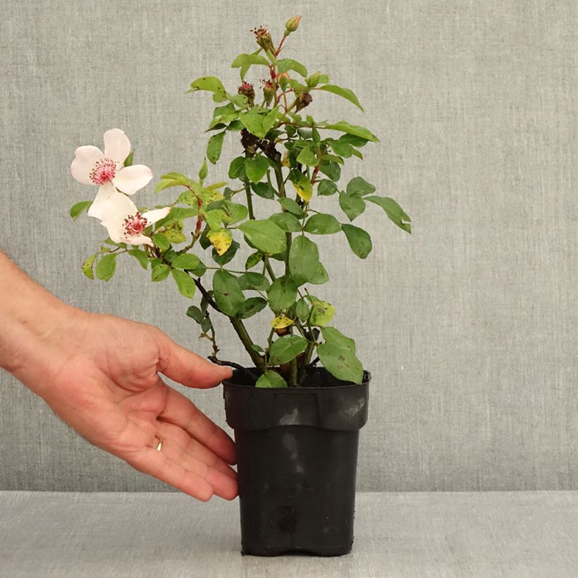 Exemplaar van Rosa Astronomia - Trosroos Pot van 10 cm/11 cm zoals geleverd in de zomer