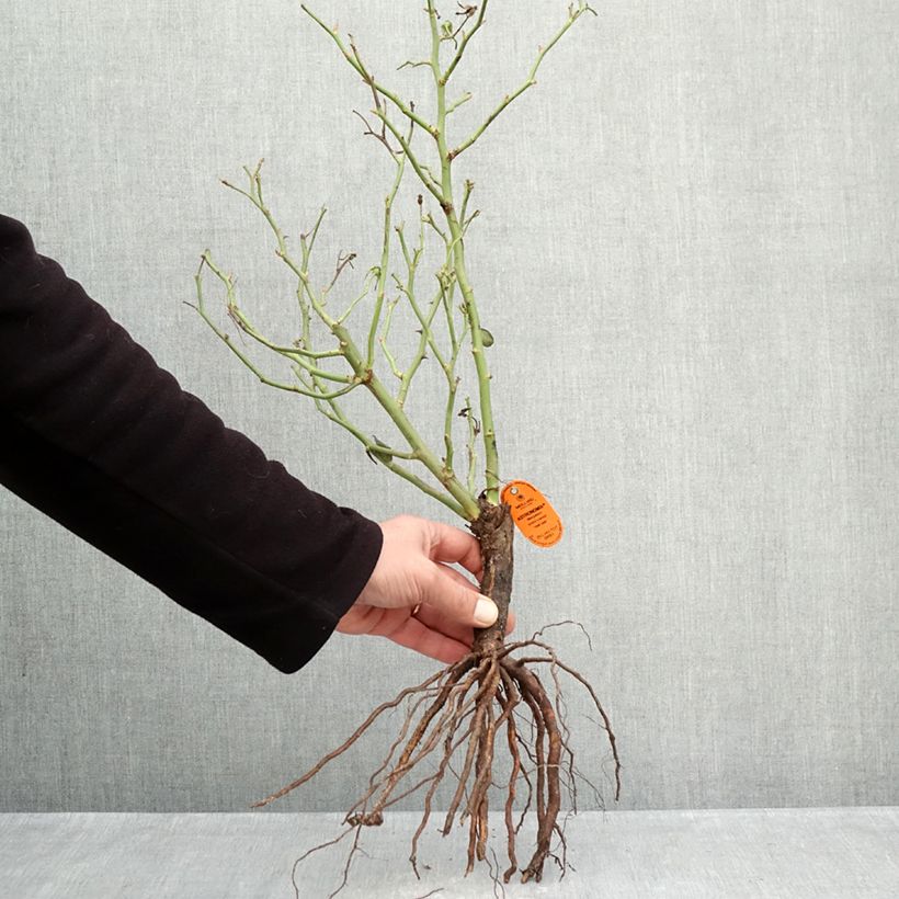 Example of Rosa Astronomia - Trosroos Naakte wortel as you get in hiver