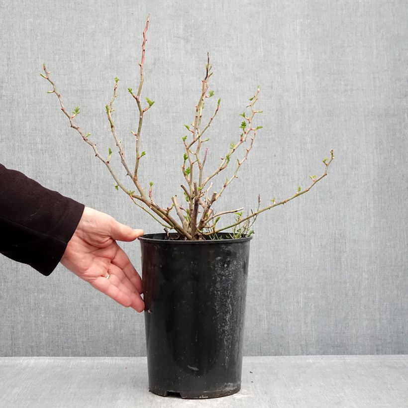Exemplaar van Rosa Blue Eyes - Struikroos Pot van 4 l/5 l zoals geleverd in de winter
