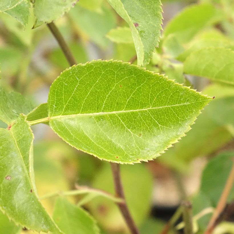 Rosa Bluebell - Trosroos (Blad)