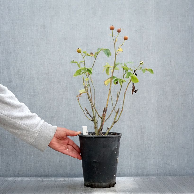 Exemplaar van Rosier à fleurs groupées Bluebell Pot de 4L/5L zoals geleverd in de herfst