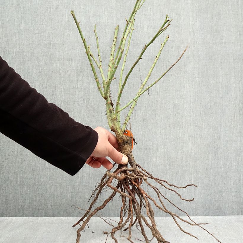 Exemplaar van Rosa Bluebell - Trosroos Naakte wortel zoals geleverd in de winter