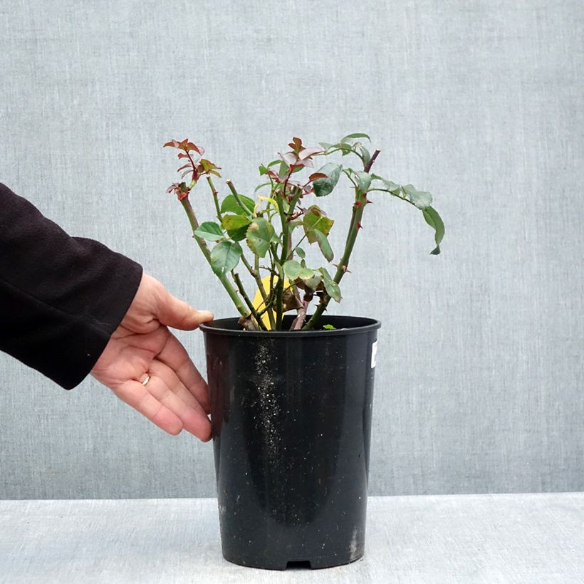 Exemplaar van Rosa Bordeaux - Trosroos Pot van 4 l/5 l zoals geleverd in de herfst