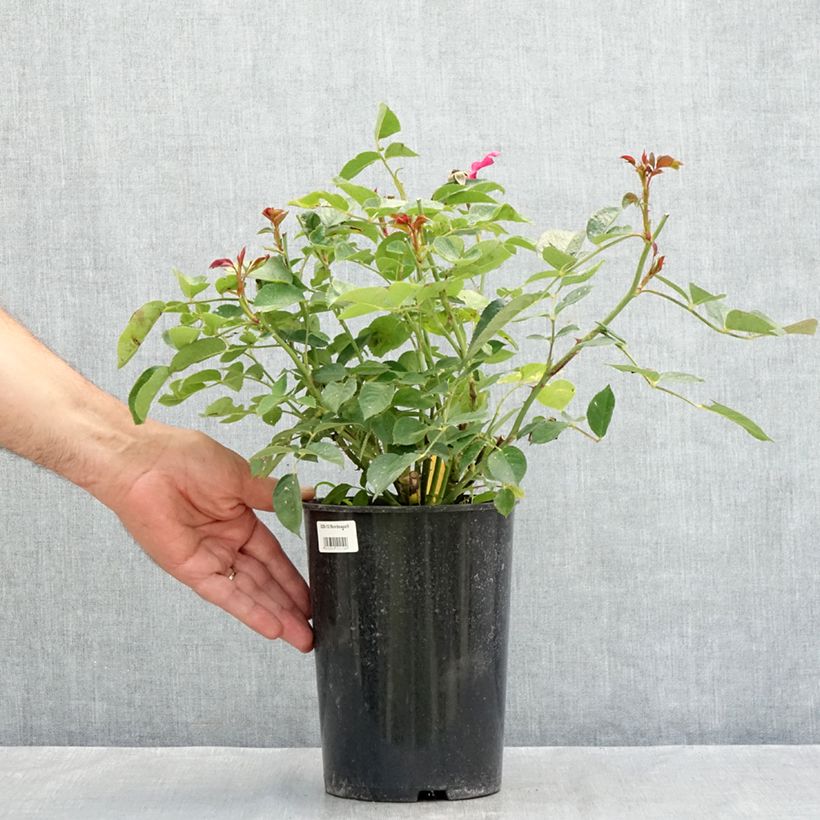 Exemplaar van Rosa Bordeaux - Trosroos Pot van 4 l/5 l zoals geleverd in de zomer
