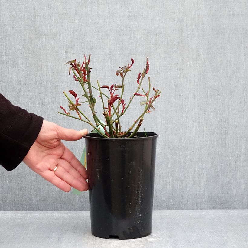 Exemplaar van Rosa Bordeaux - Trosroos Pot van 4 l/5 l zoals geleverd in de winter