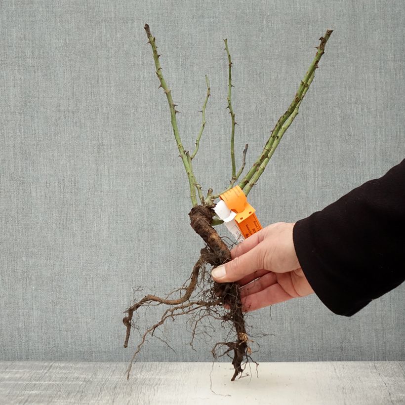 Exemplaar van Rosa Botticelli - Trosroos Naakte wortel zoals geleverd in de winter