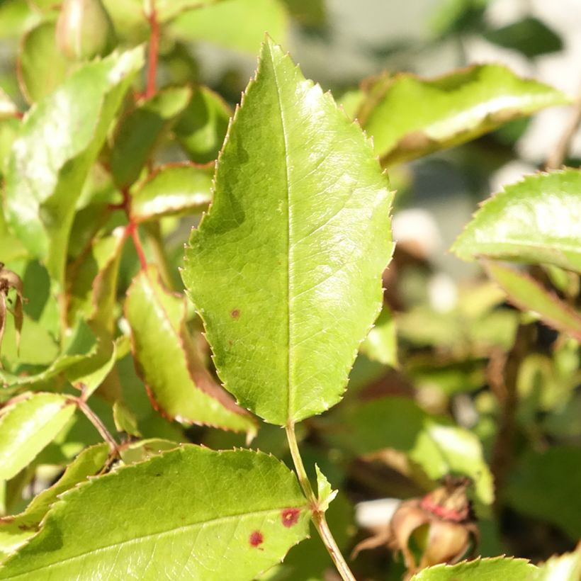 Rosa Botticelli - Trosroos (Blad)