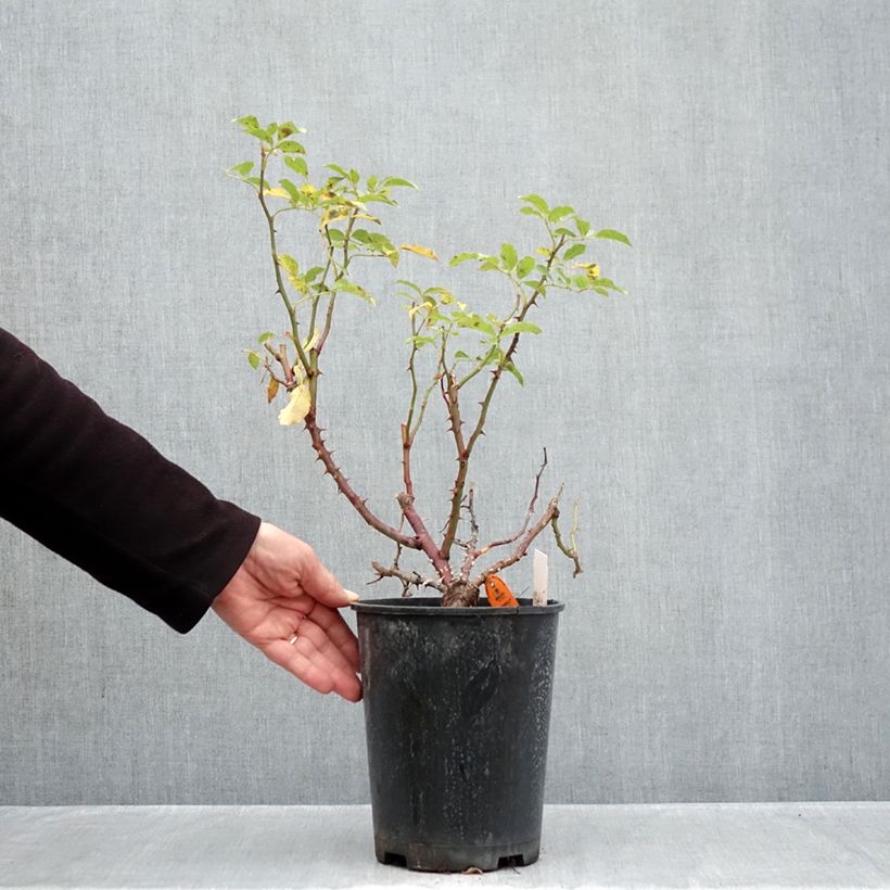 Exemplaar van Rosa Botticelli - Trosroos Pot van 4 l/5 l zoals geleverd in de herfst