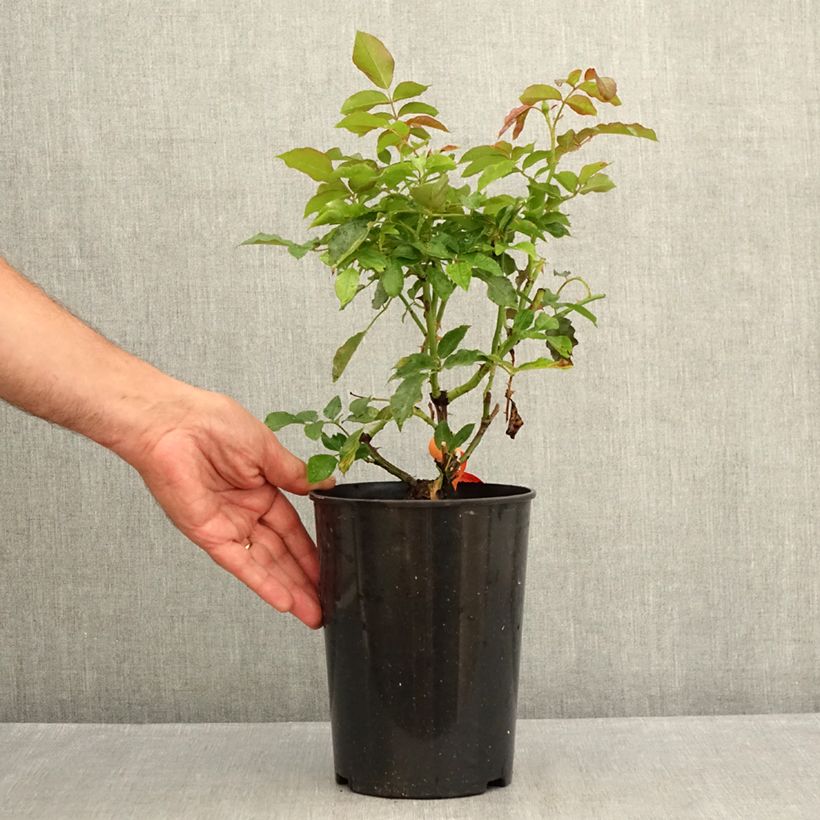 Exemplaar van Rosa Botticelli - Trosroos Pot van 4 l/5 l zoals geleverd in de zomer