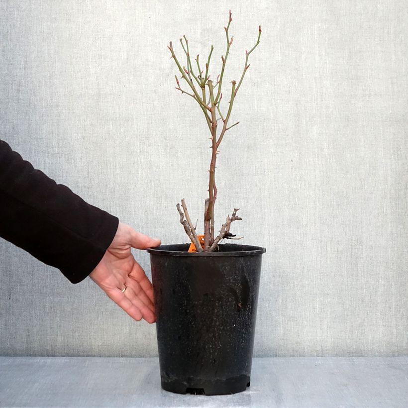 Exemplaar van Rosa Botticelli - Trosroos Pot van 4 l/5 l zoals geleverd in de winter