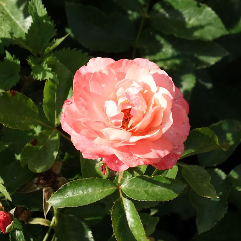 Rosa Botticelli - Trosroos (Bloei)