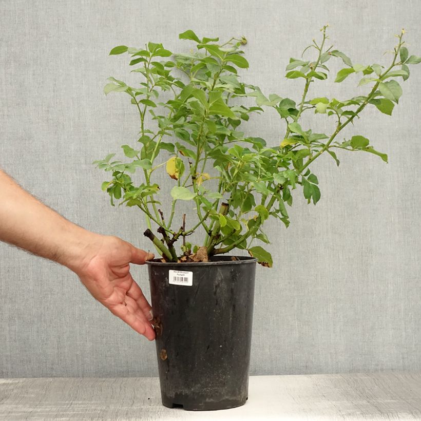 Exemplaar van Rosa Bouquet Parfait - Muskusroos Pot van 4 l/5 l zoals geleverd in de zomer