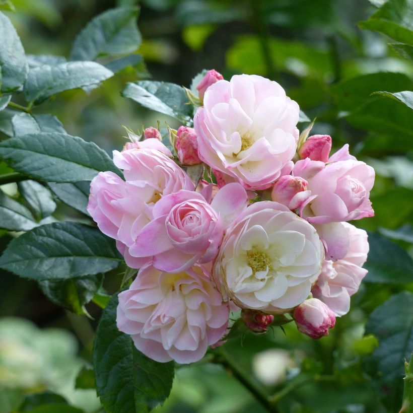 Rosa Bouquet Parfait - Muskusroos (Bloei)