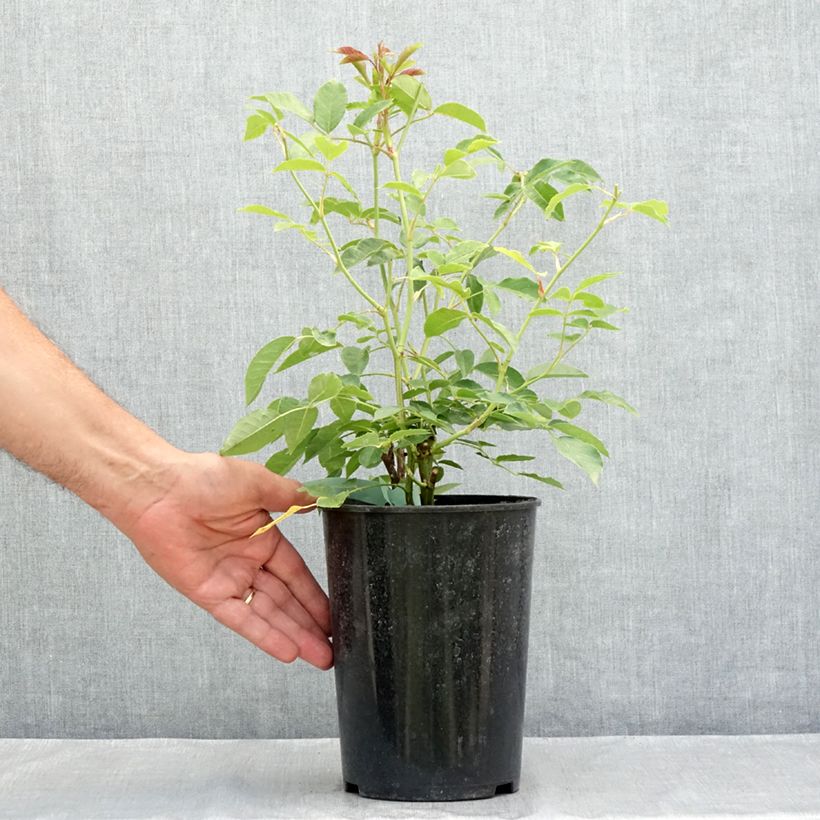 Exemplaar van Rosa Burgundy Ice - Trosroos Pot van 2 l/3 l zoals geleverd in de zomer
