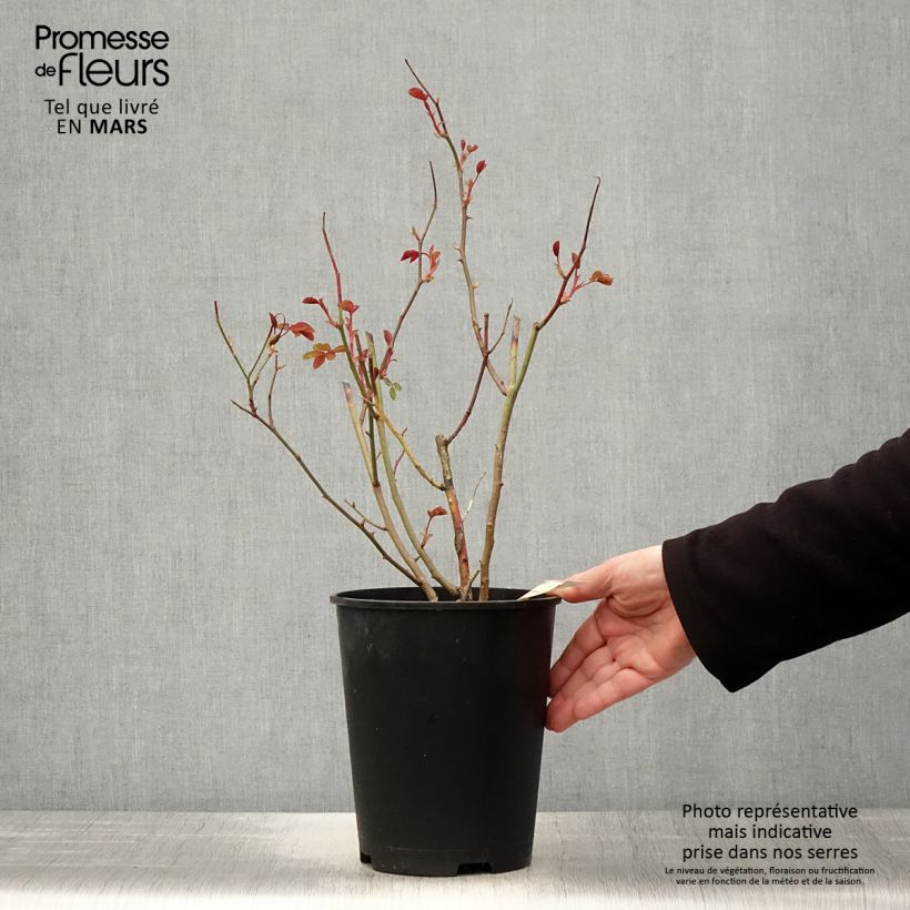 Example of Rosa Caroline's Heart - Trosroos Pot van 4 l/5 l as you get in printemps