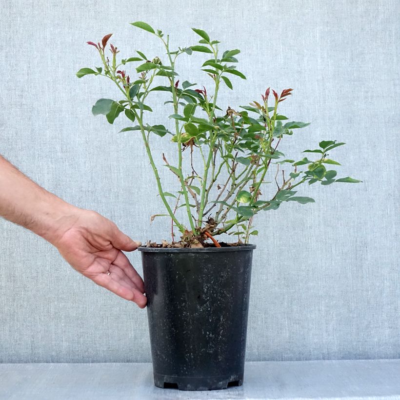 Exemplaar van Rosa Carte Blanche - Trosroos Pot van 4 l/5 l zoals geleverd in de zomer