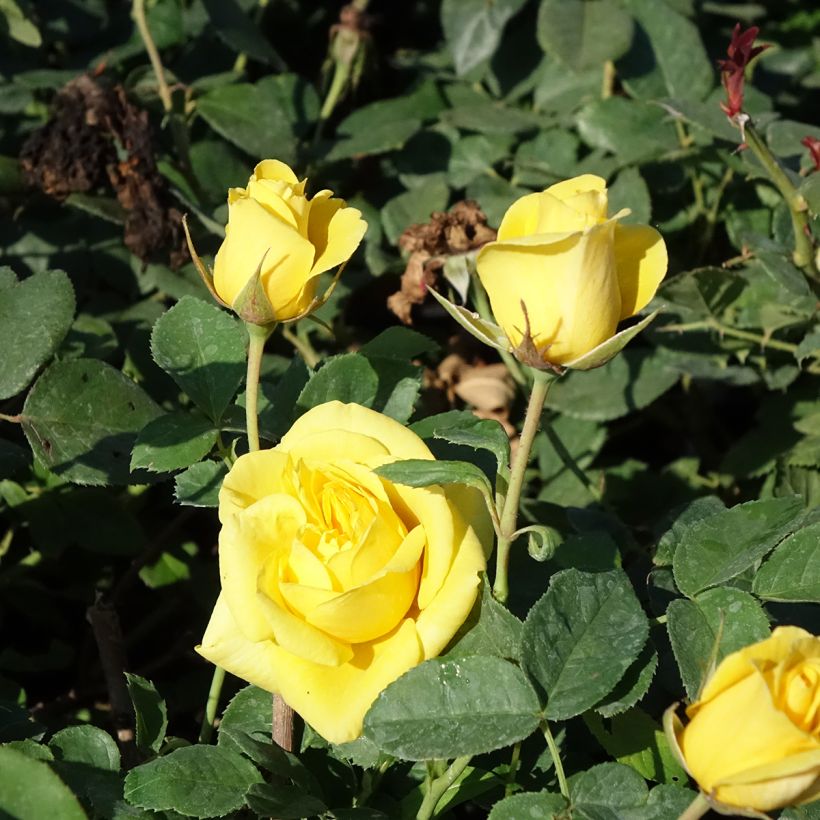 Rosa Carte d'Or - Trosroos (Bloei)