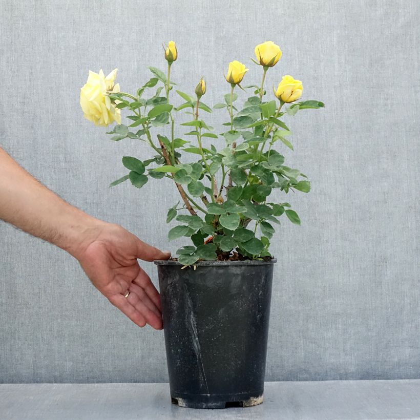 Exemplaar van Rosa Carte d'Or - Trosroos Pot van 4 l/5 l zoals geleverd in de zomer