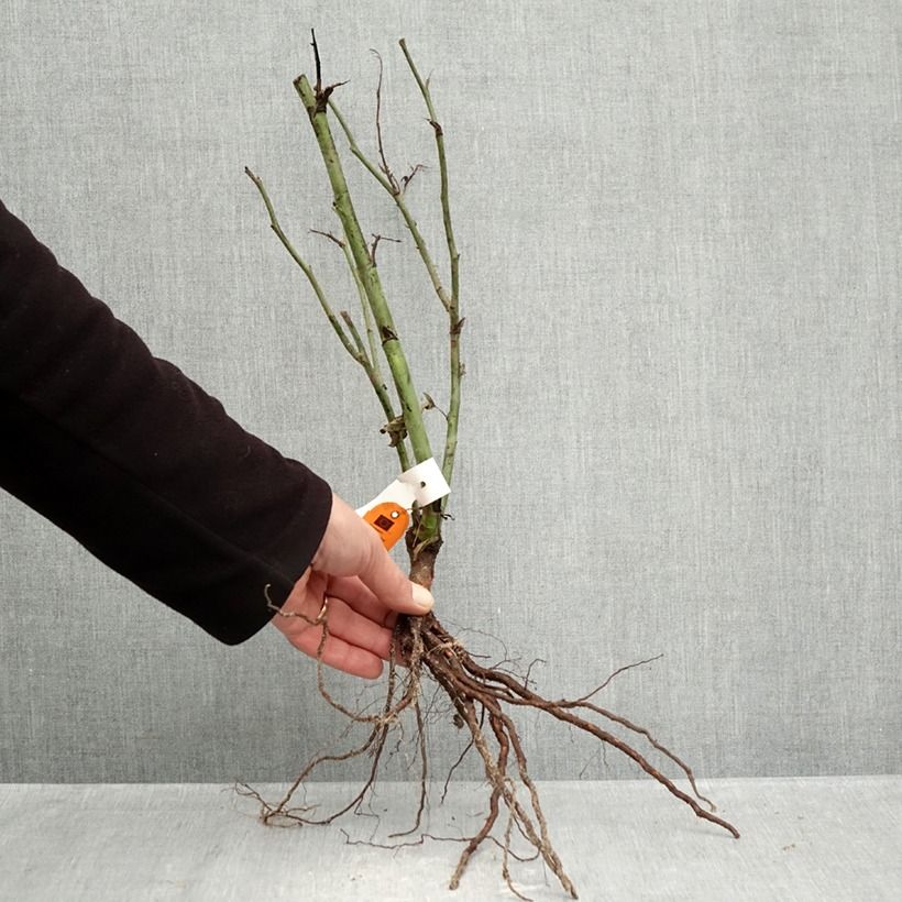 Exemplaar van Rosa Carte d'Or - Trosroos Naakte wortel zoals geleverd in de winter