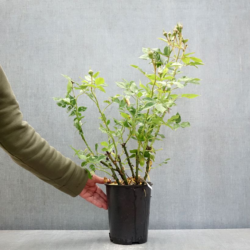 Exemplaar van Rosa Catherine Meurisse - Trosroos Pot van 4 l/5 l zoals geleverd in de lente