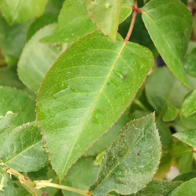 Rosa Chalon en Bourgogne - Struikroos (Blad)
