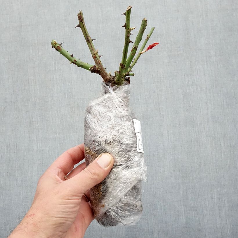 Exemplaar van Rosa Chalon en Bourgogne - Struikroos Naakte wortel zoals geleverd in de winter