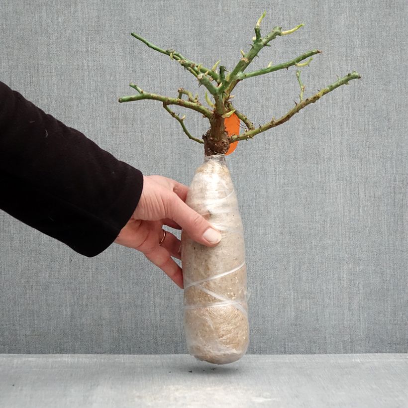 Exemplaar van Rosa Charles Aznavour - Trosroos In kluit zoals geleverd in de winter