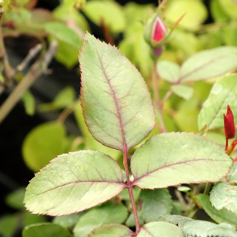 Rosa Cherry Bonica - Trosroos (Blad)