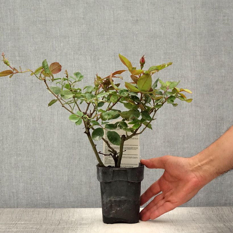 Exemplaar van Rosa Cherry Bonica - Trosroos Pot van 10 cm/11 cm zoals geleverd in de zomer